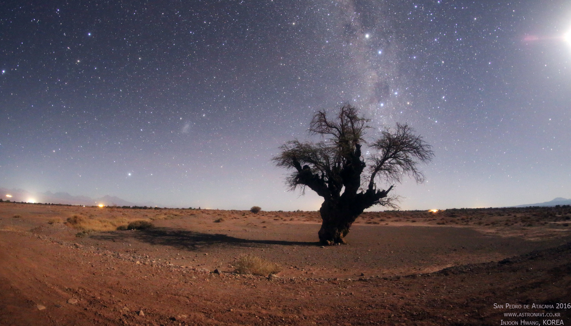 TreeAtacama02web.jpg