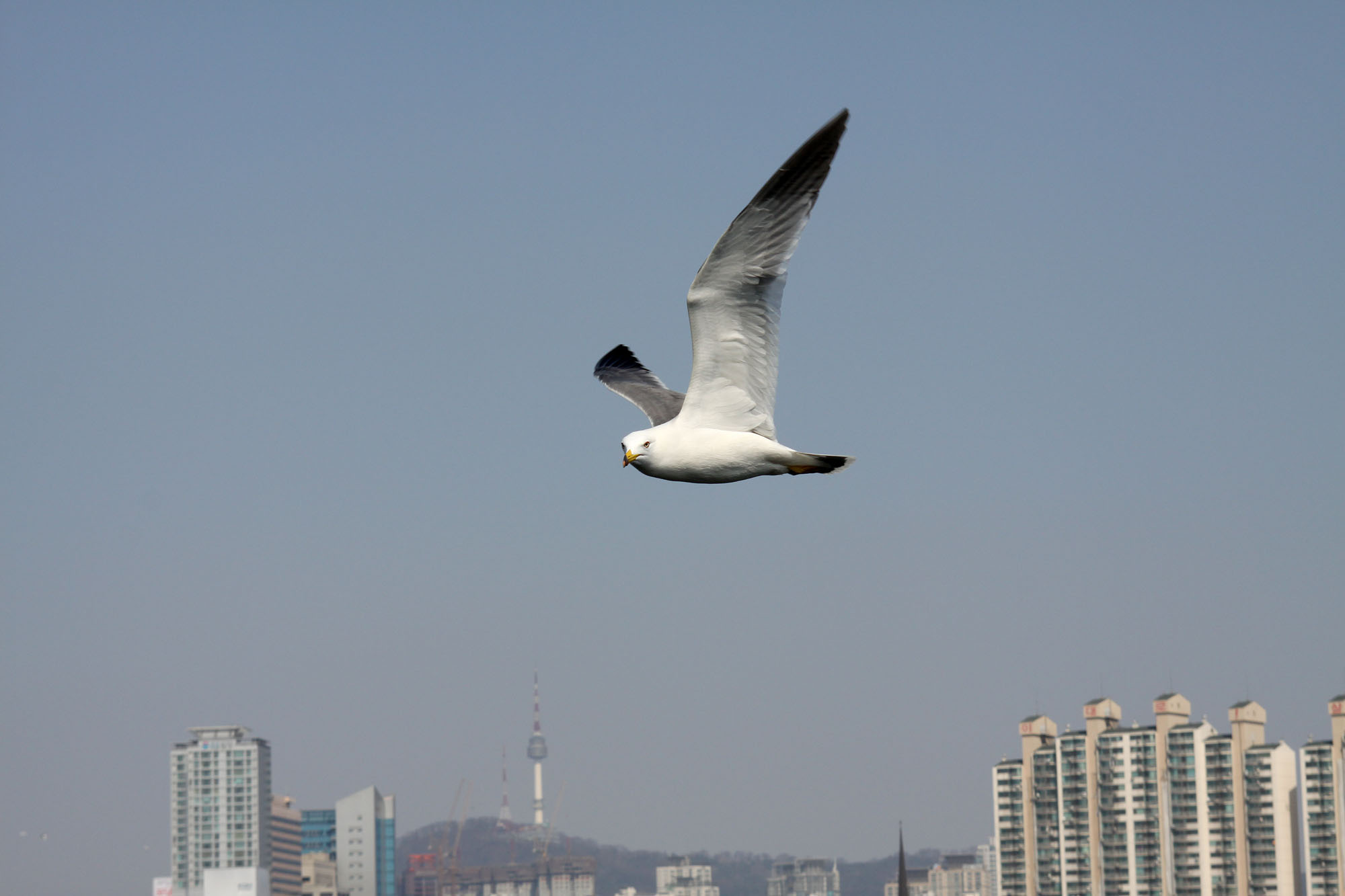 Seagul_IMG_3967.jpg