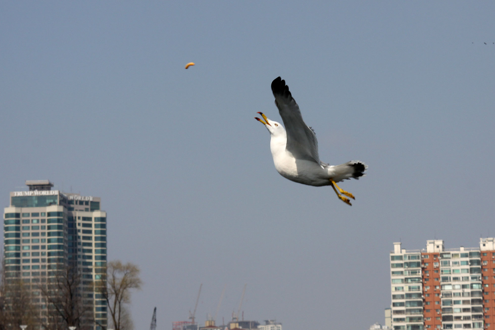 Seagul_IMG_3871.jpg