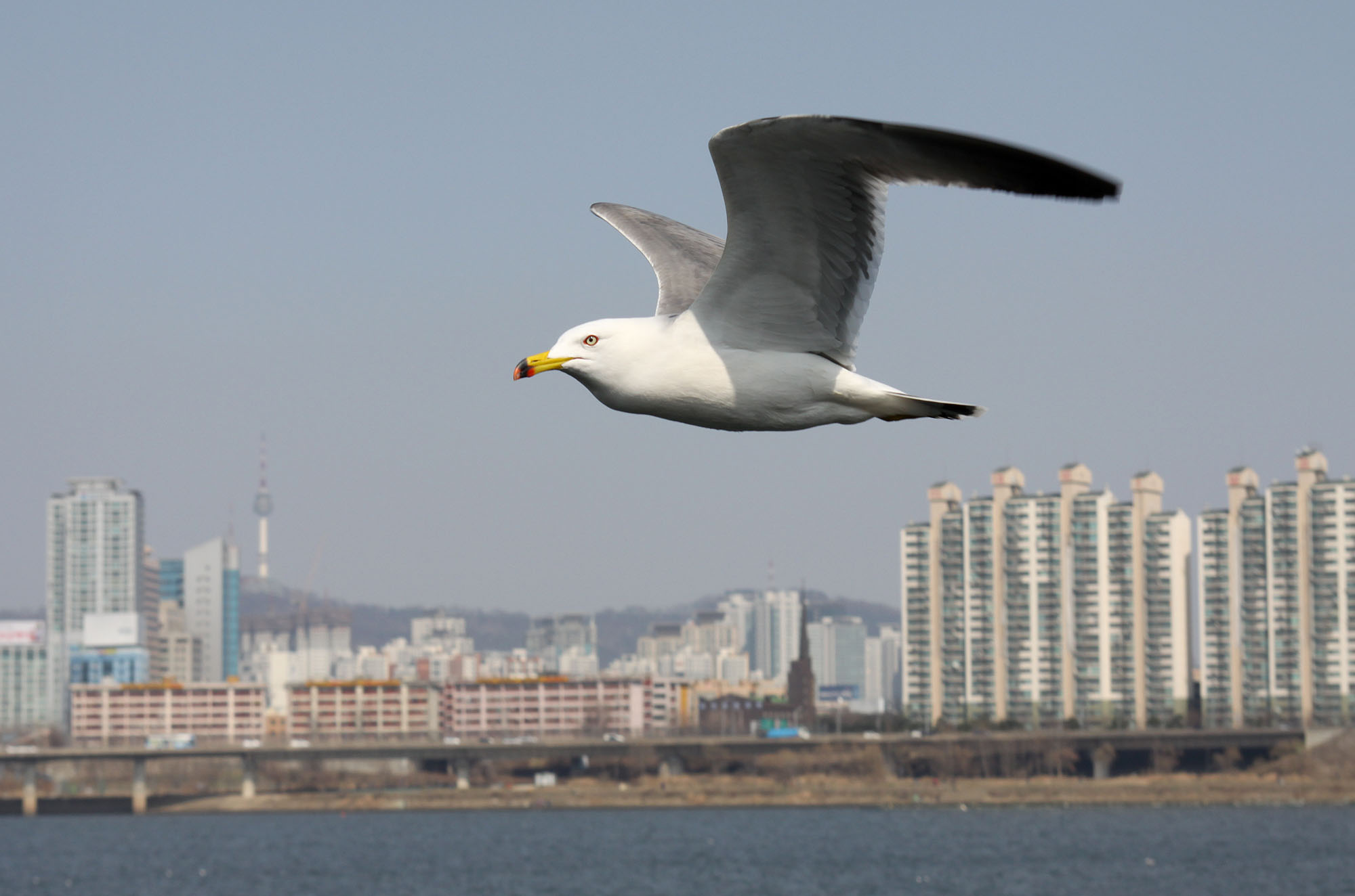 Seagul_IMG_3979.jpg