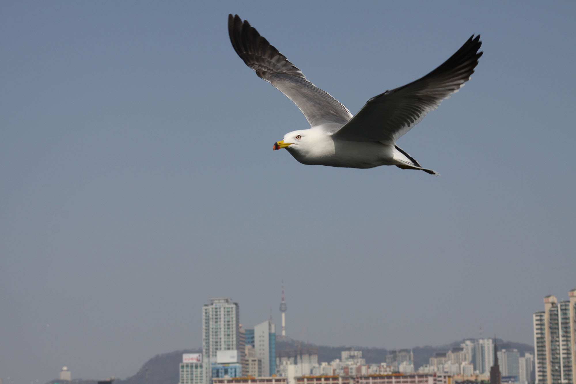 Seagul_IMG_3981.jpg