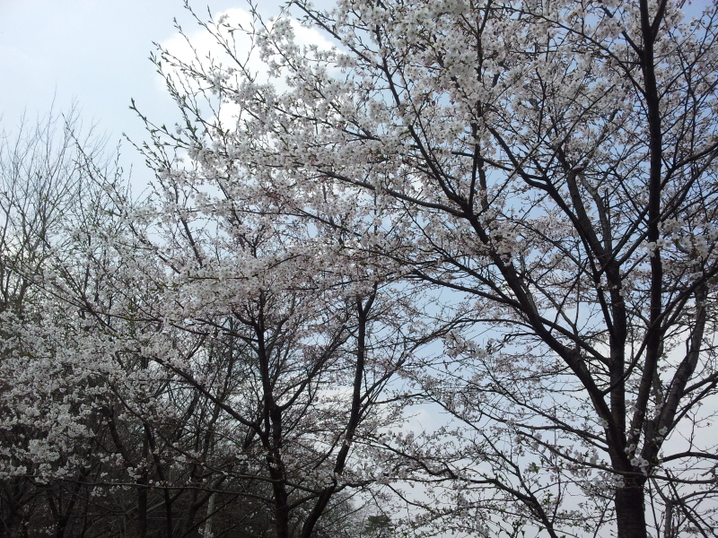 s-20120420_123549.jpg