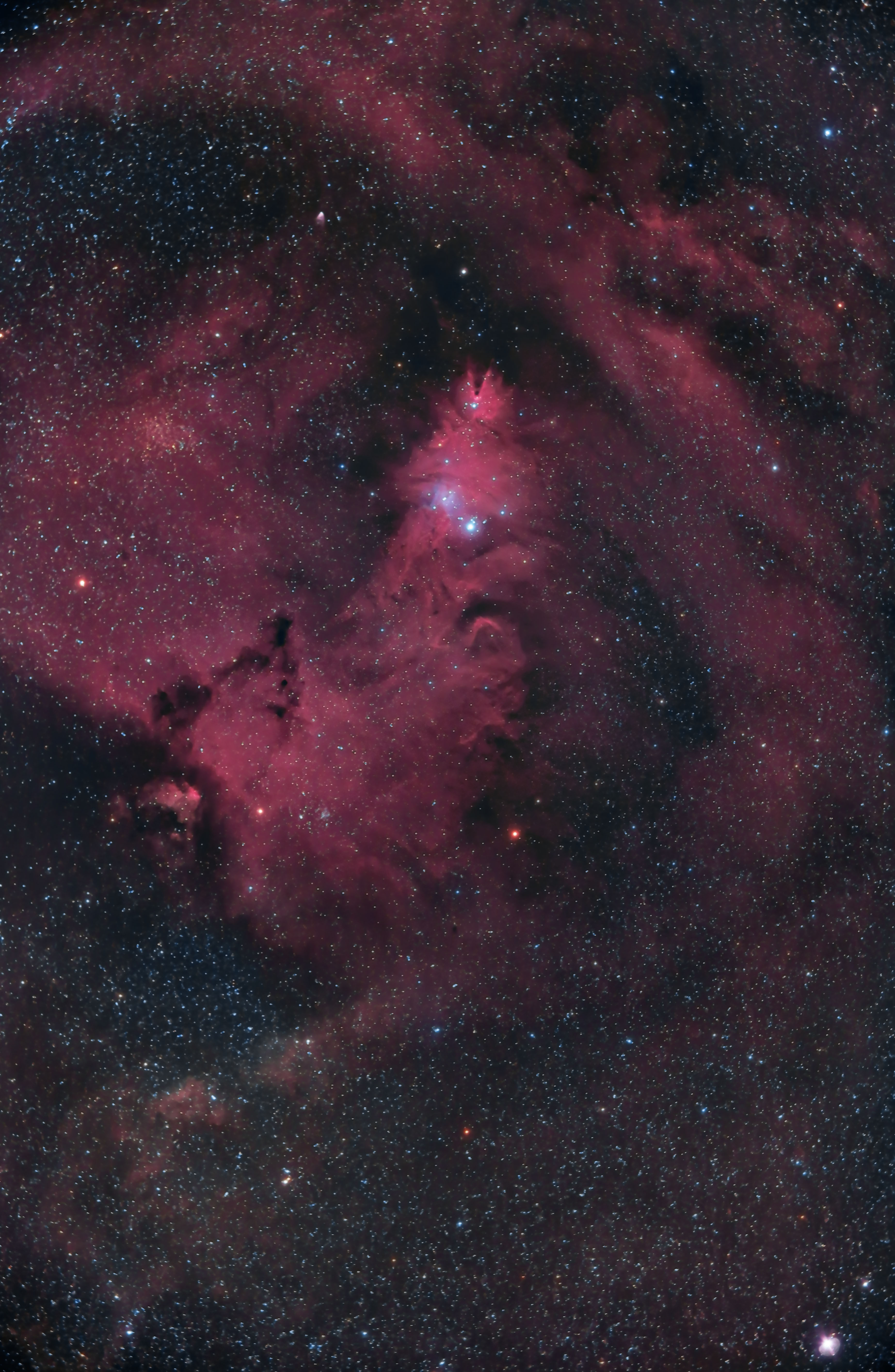 NGC2264.jpg